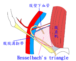 Hesselbach's triangle